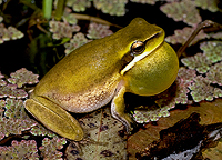 Croaking Eastern Sedge Frog