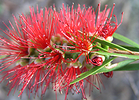 Bottlebrush