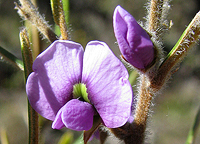 Granite Hovea