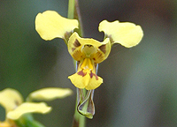 Donkey Orchid