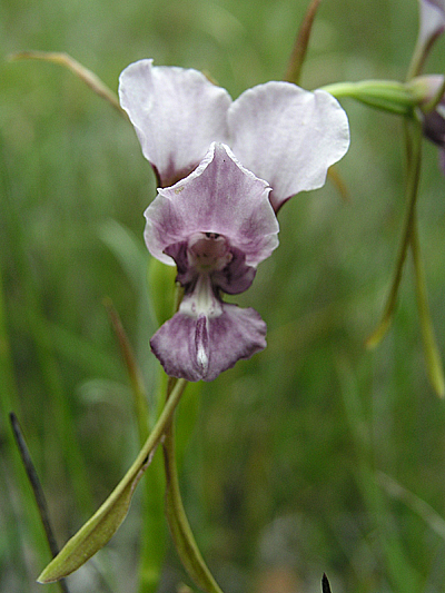 Purple Donkey Orchid
